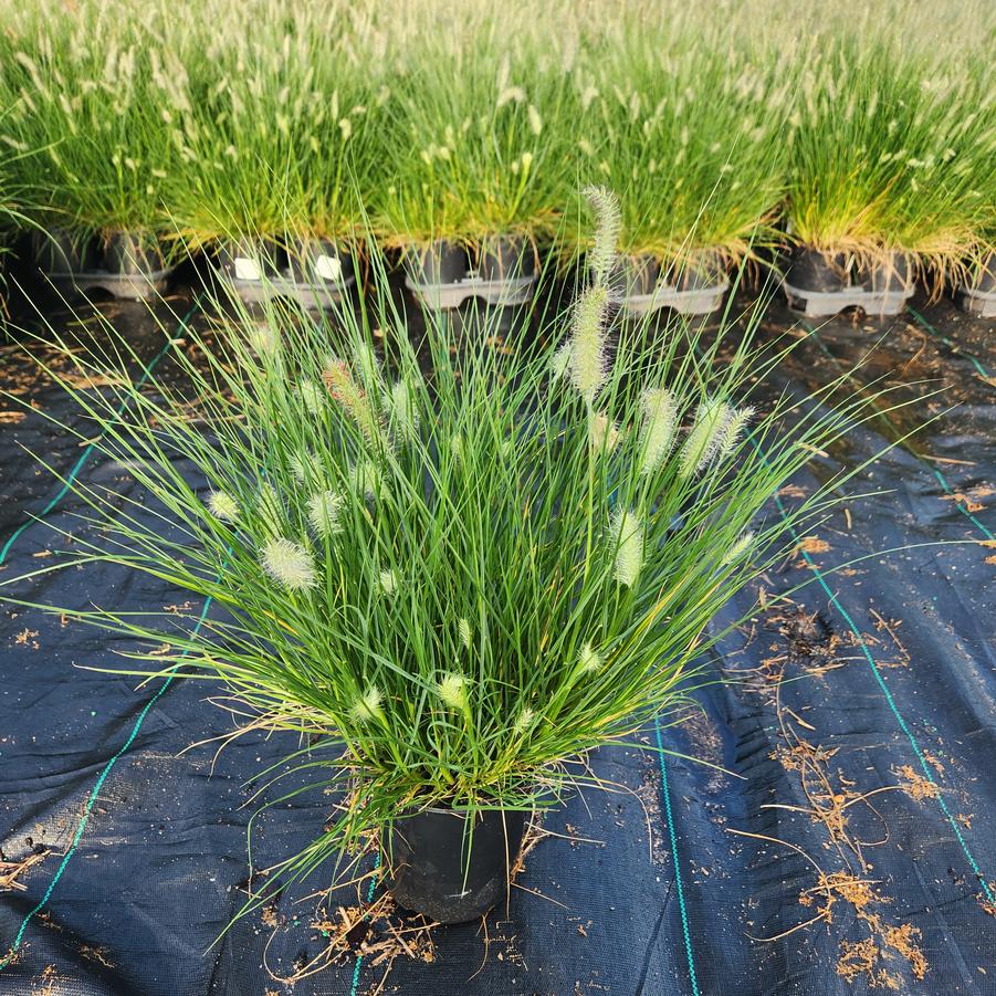 Pennisetum alopecuroides Little Bunny