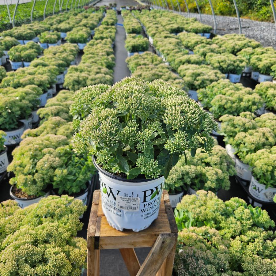 Sedum x Rock 'N Round® 'Pure Joy'