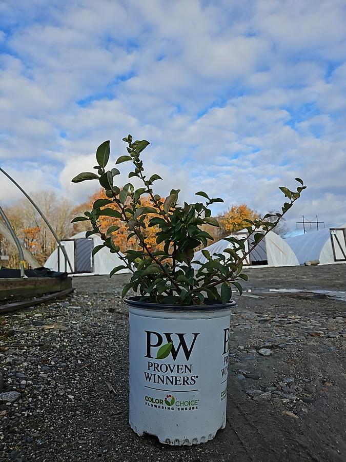 Chaenomeles speciosa Double Take® Scarlet