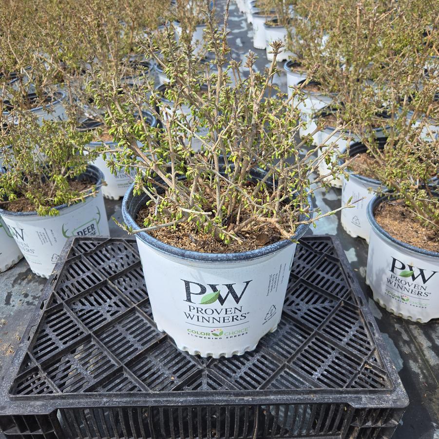 Forsythia x Show Off® Starlet