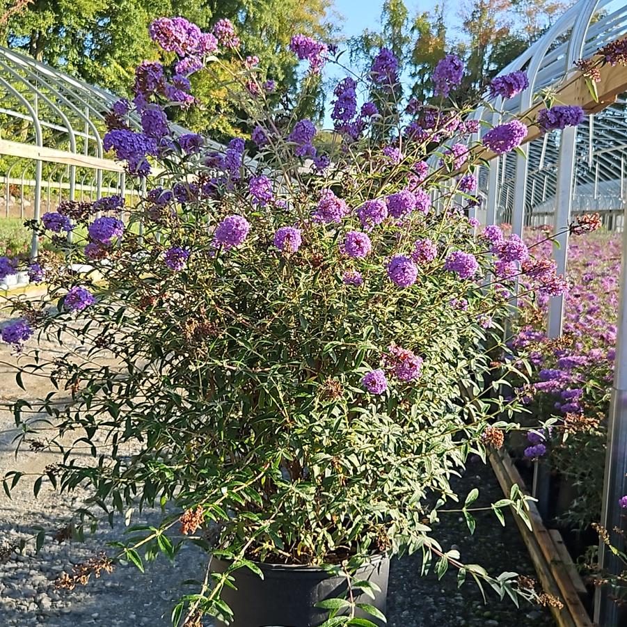 Buddleia davidii 'Nanho Blue'
