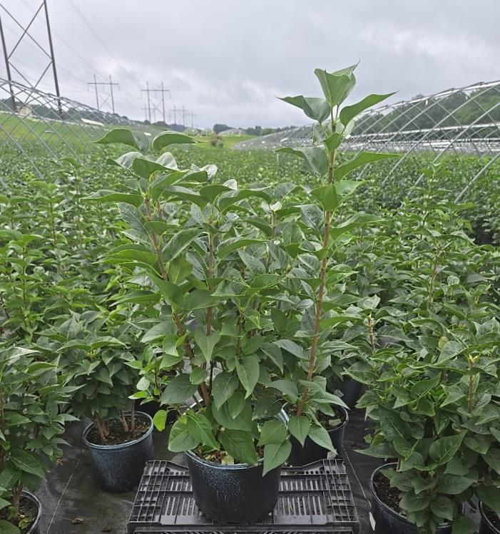 Syringa vulgaris 'Krasavitsa Moskvy'