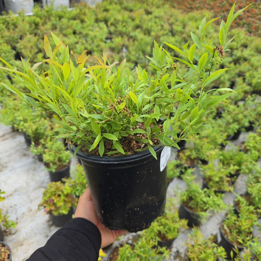 Vaccinium angustifolium 