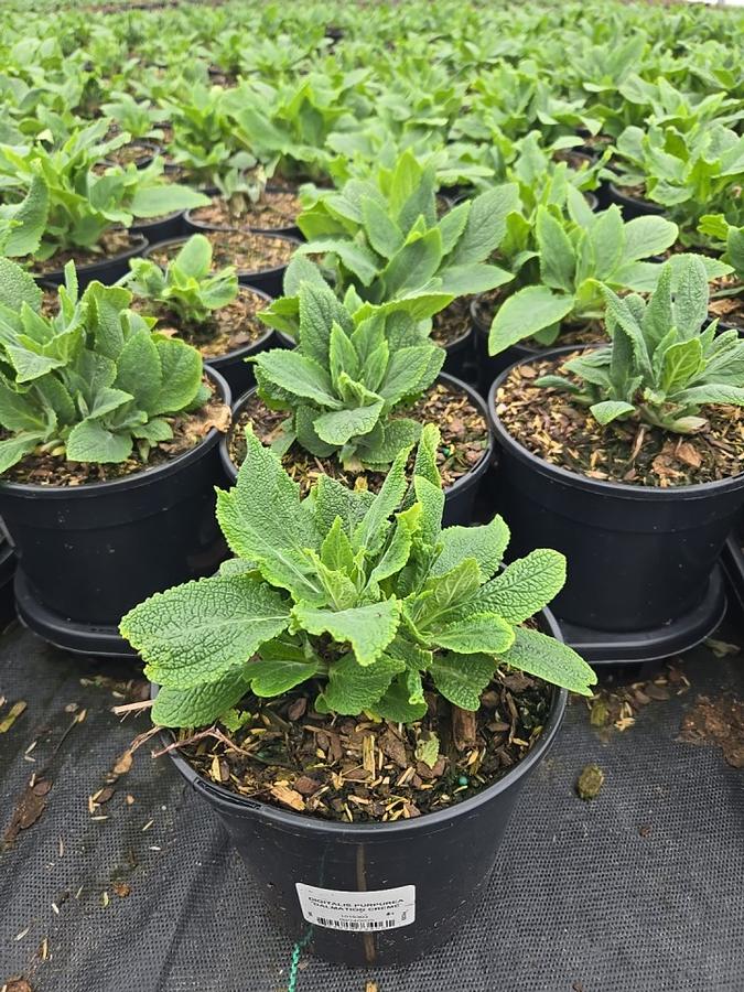 Digitalis purpurea 'Dalmatian Crème'