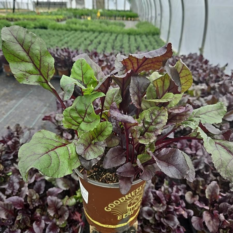Beets Bulls Blood