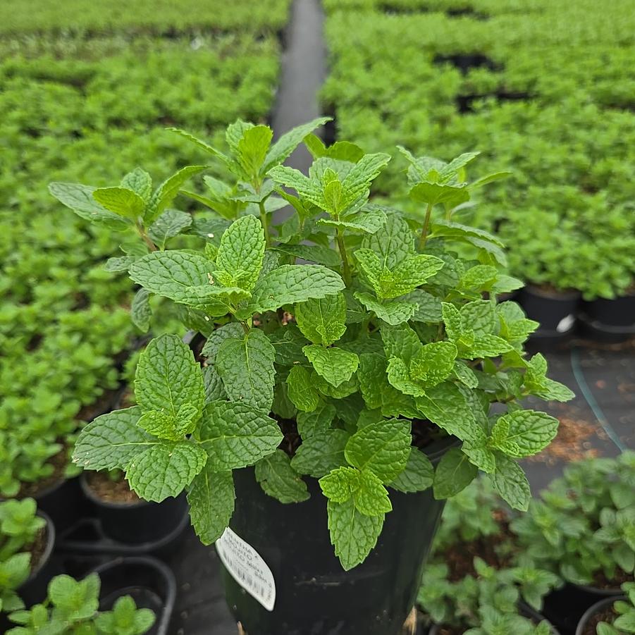 Mentha x 'Mojito'
