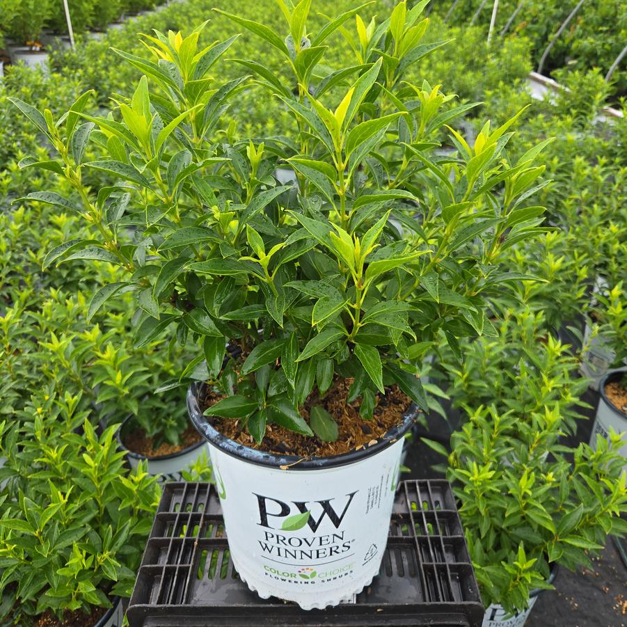 Forsythia x Show Off® Sugar Baby®