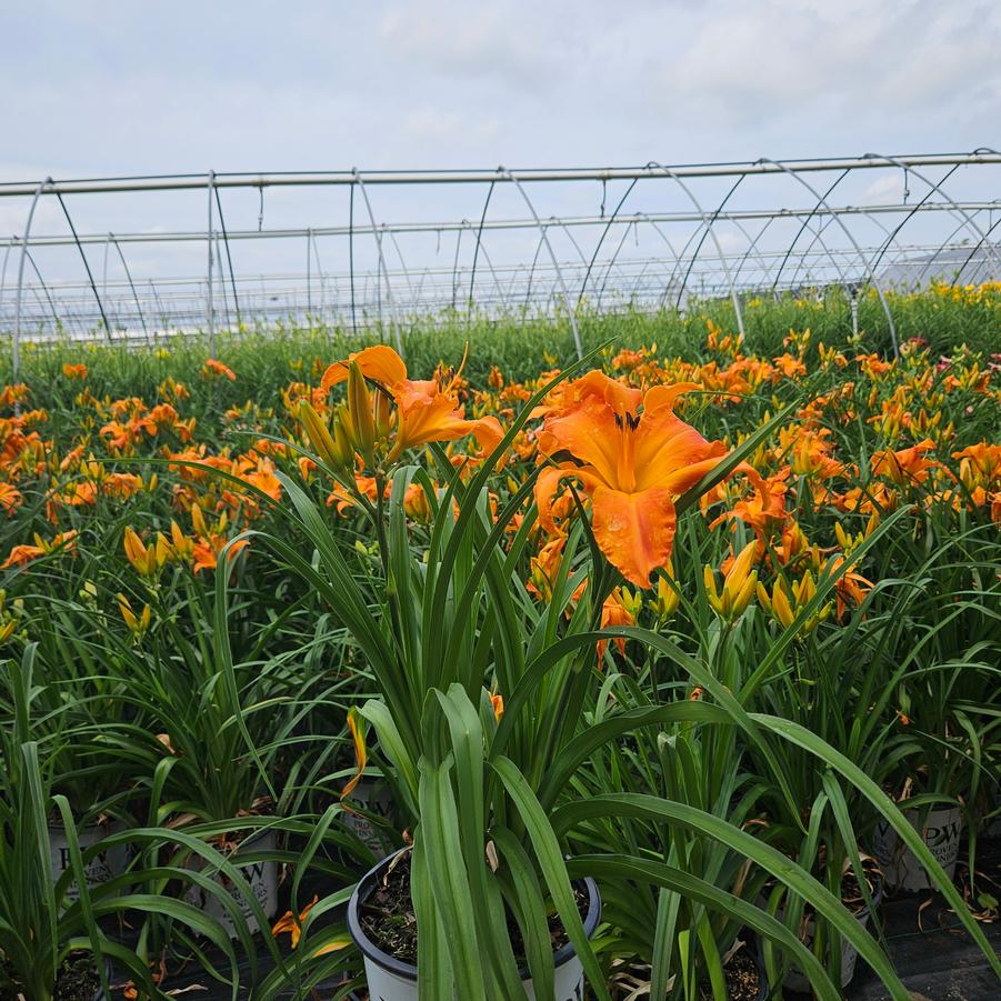 Hemerocallis Rainbow Rhythm® Primal Scream