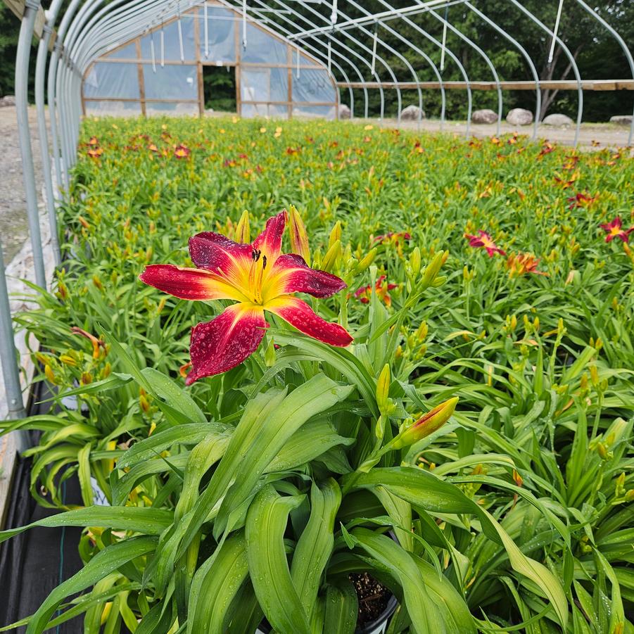 Hemerocallis Rainbow Rhythm® Ruby Spider