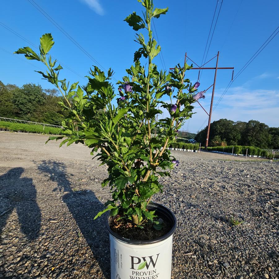 Hibiscus syriacus Azurri Blue Satin®