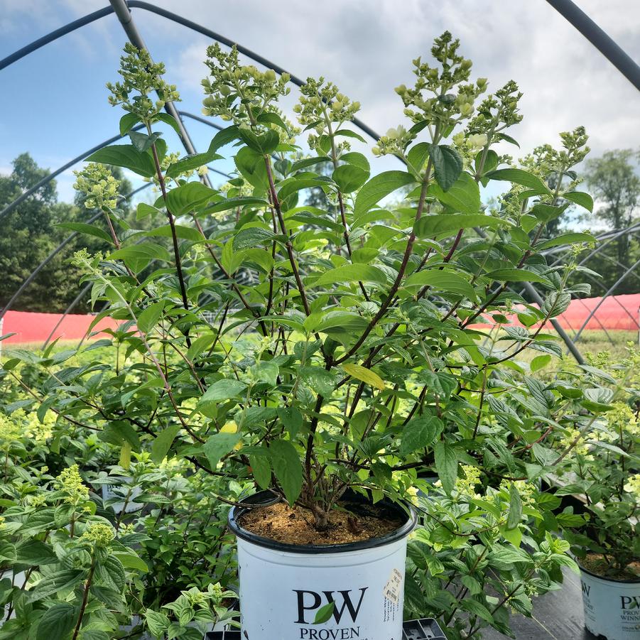 Hydrangea paniculata Fire Light®