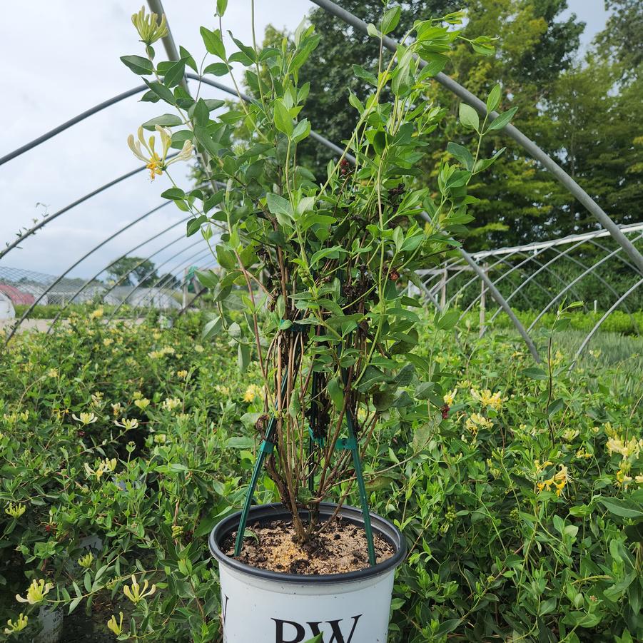 Lonicera periclymenum 'Scentsation'