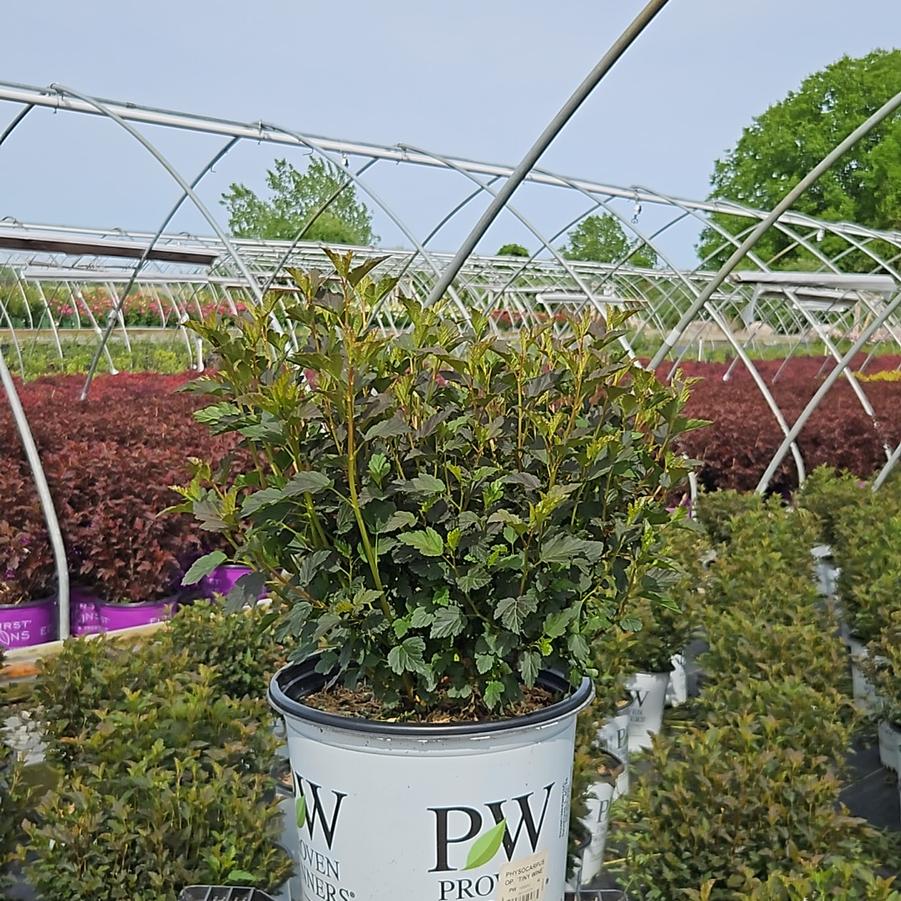 Physocarpus opulifolius Tiny Wine®