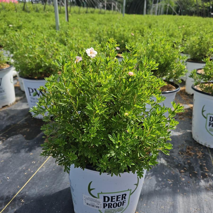 Potentilla fruticosa Happy Face® Pink Paradise