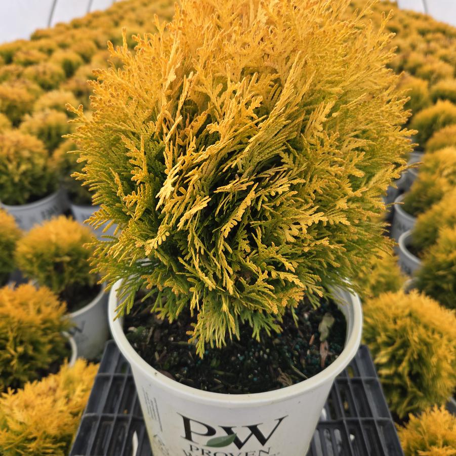 Thuja occidentalis Anna's Magic Ball®