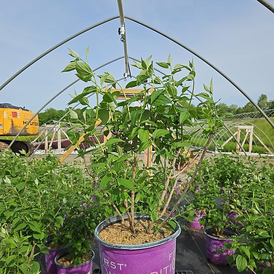 Philadelphus x virginalis Snow White™