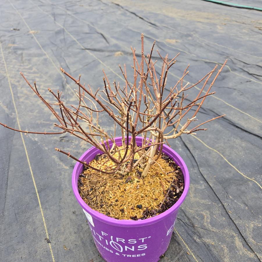 Hydrangea paniculata Strawberry Sundae®