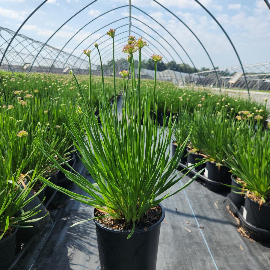 Allium x 'Millenium'
