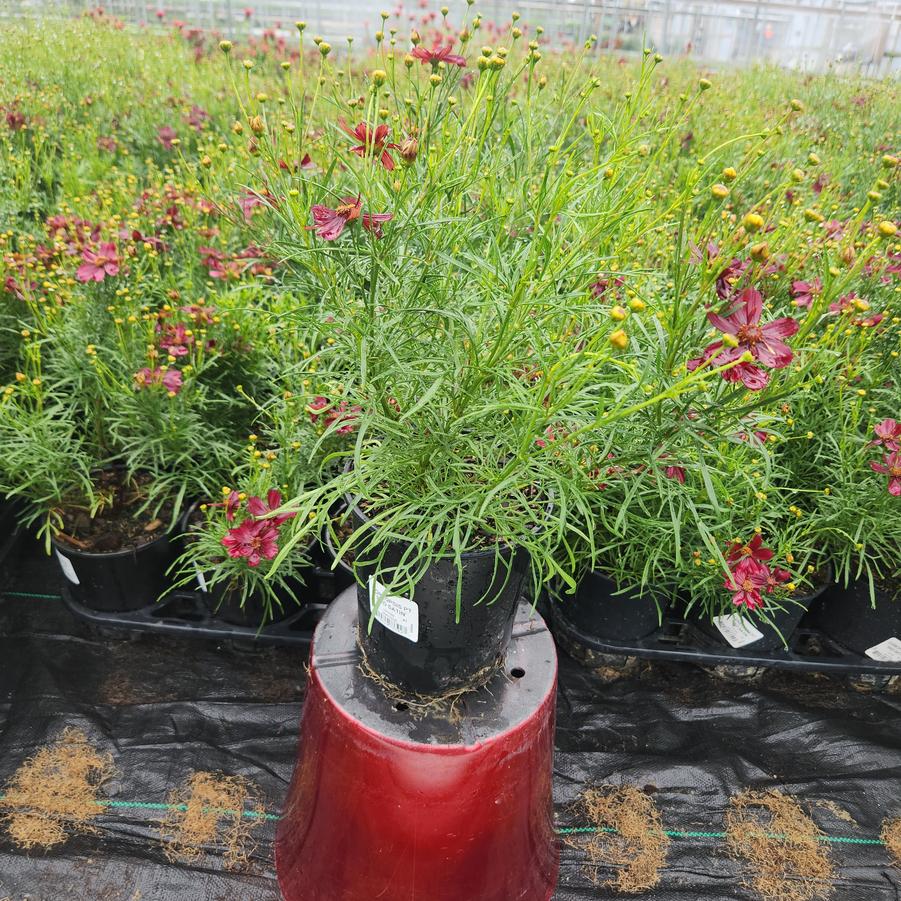 Coreopsis PERMATHREAD™ Red Satin