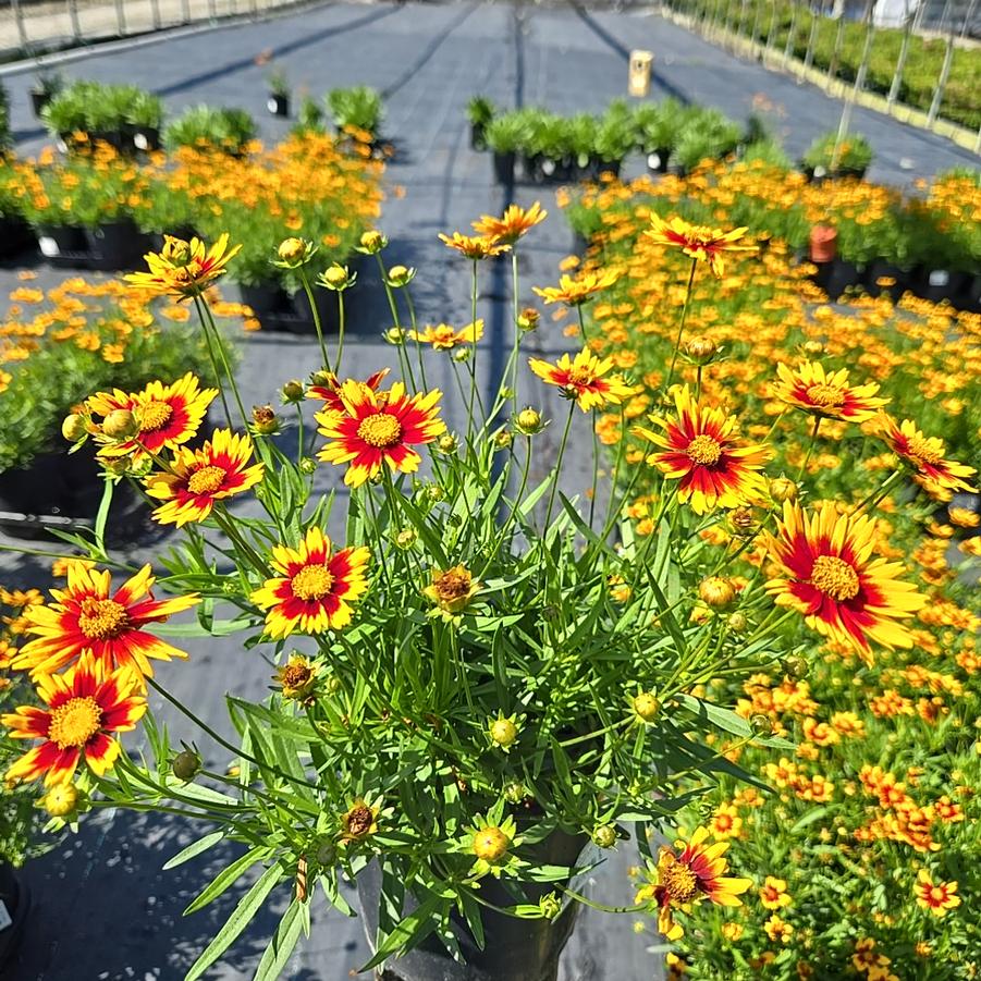 Coreopsis x Li'l Bang™ 'Daybreak'