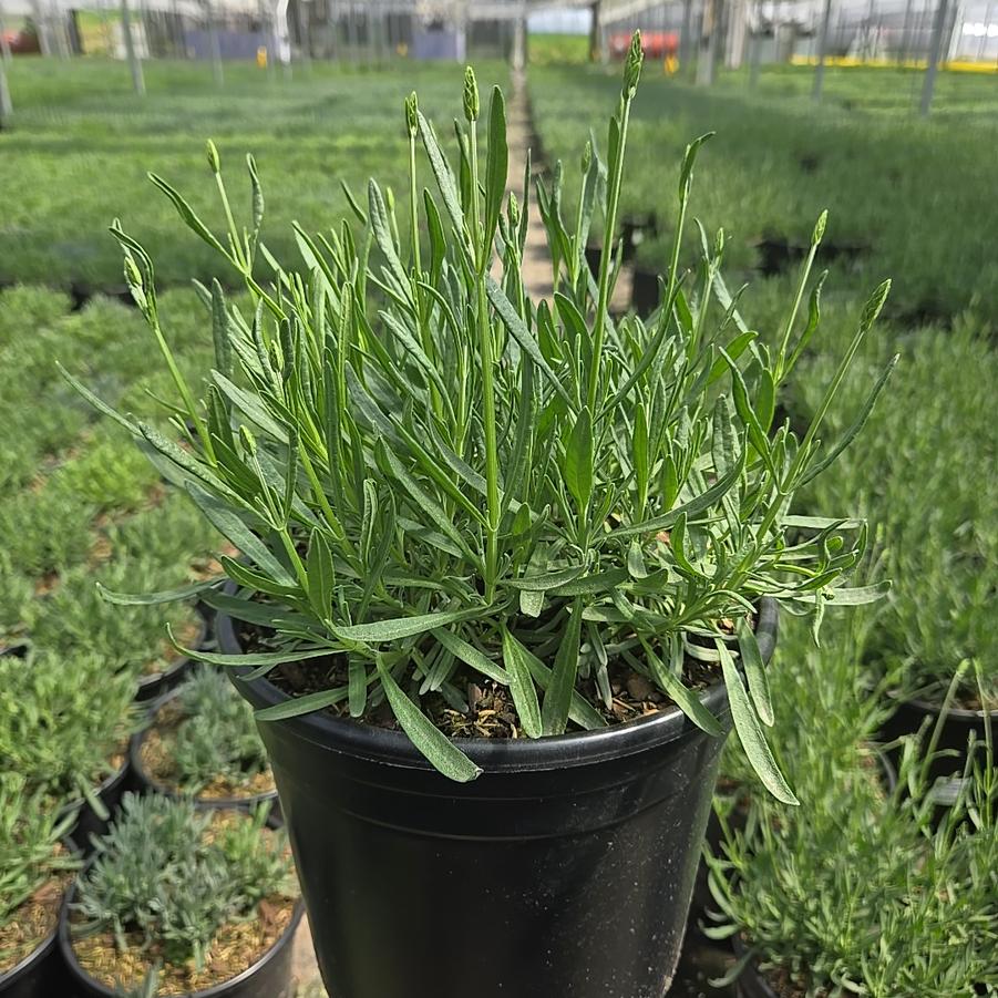 Lavandula x intermedia Phenomenal®