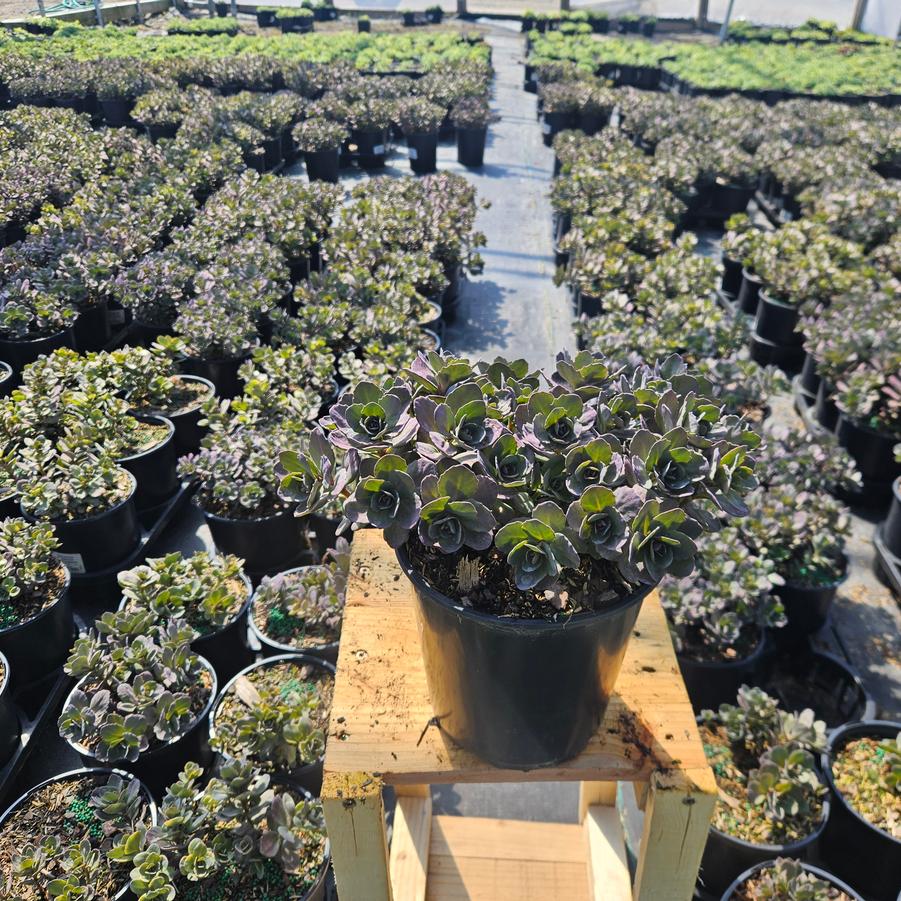 Sedum x Sunsparkler® 'Dazzleberry'
