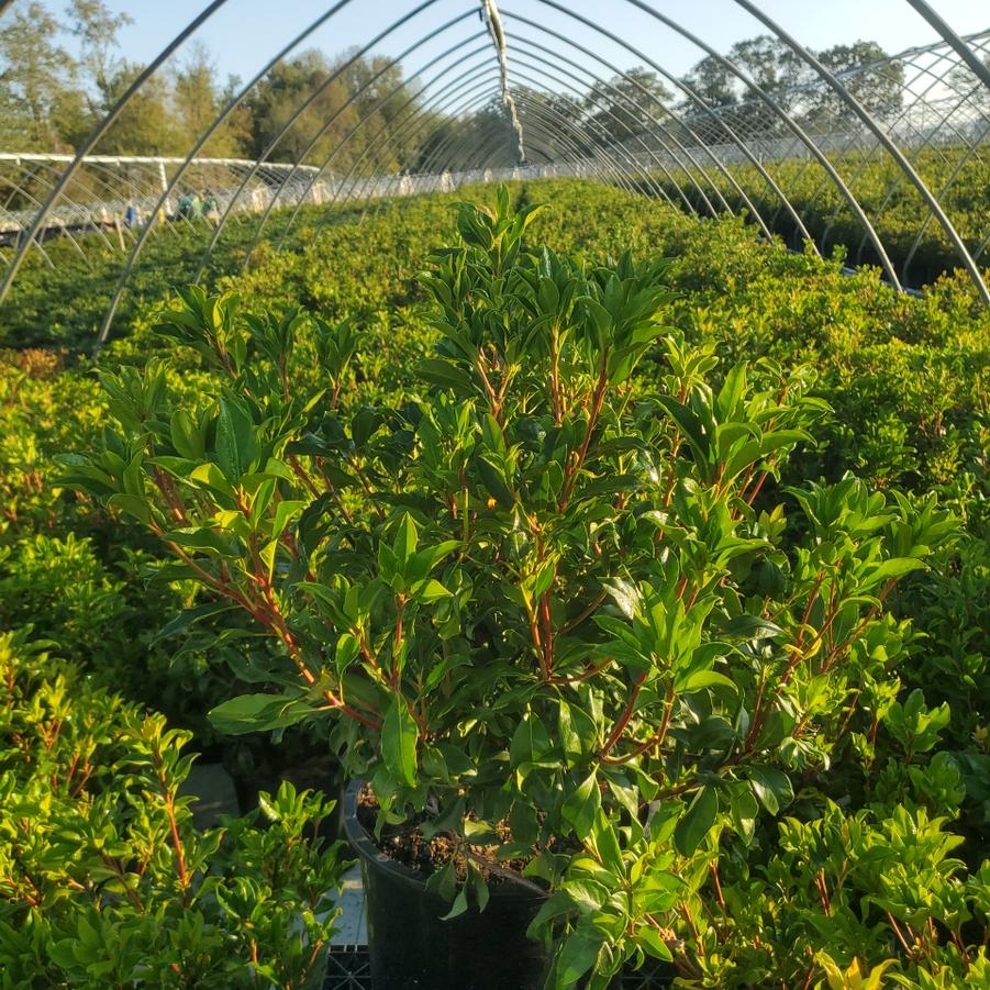 Kalmia latifolia Olympic Fire