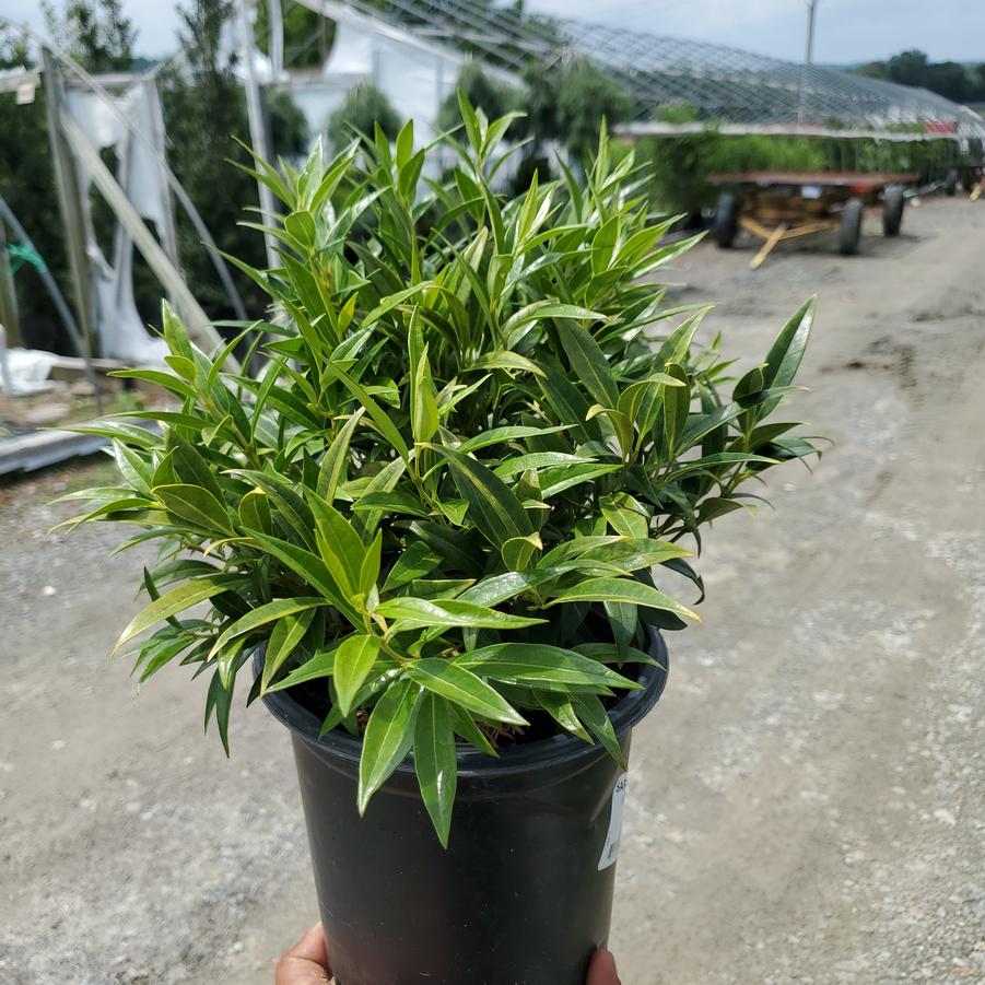 Sarcococca hookeriana var. humilis