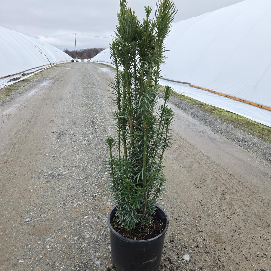 Cephalotaxus harringtonia 'Fastigiata'