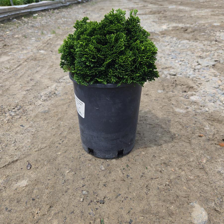 Chamaecyparis obtusa Nana