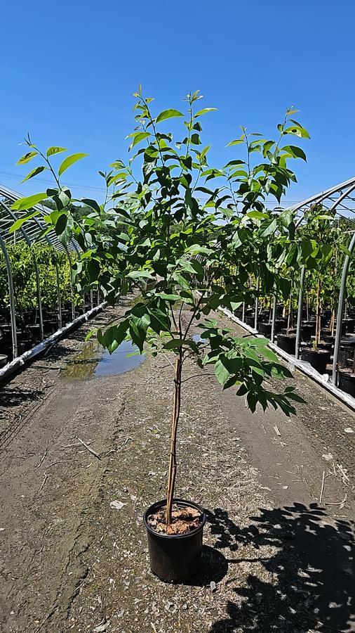 Diospyros virginiana 