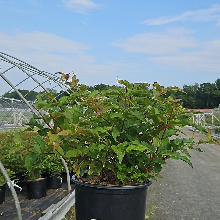 Diervilla lonicera 