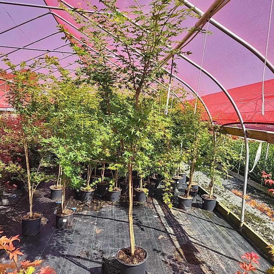 Acer palmatum 'Sango Kaku'
