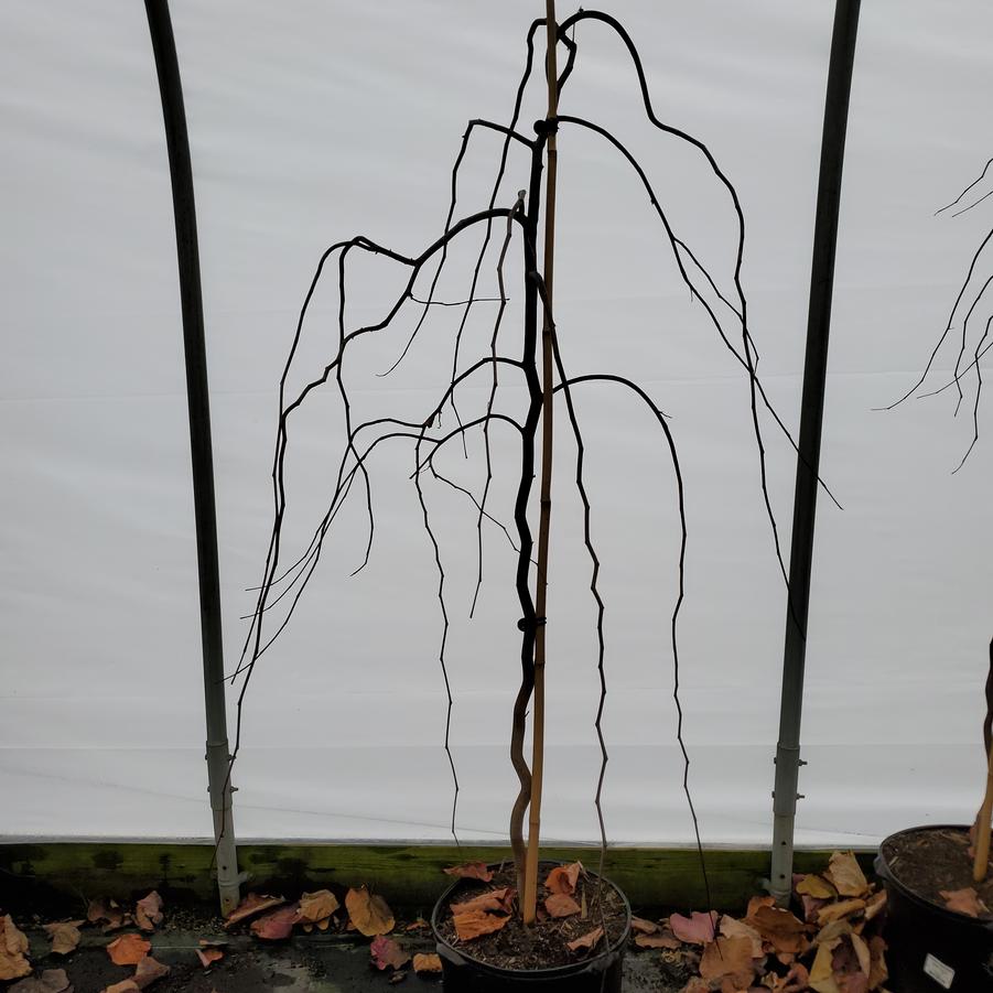 Cercis canadensis 'Ruby Falls'