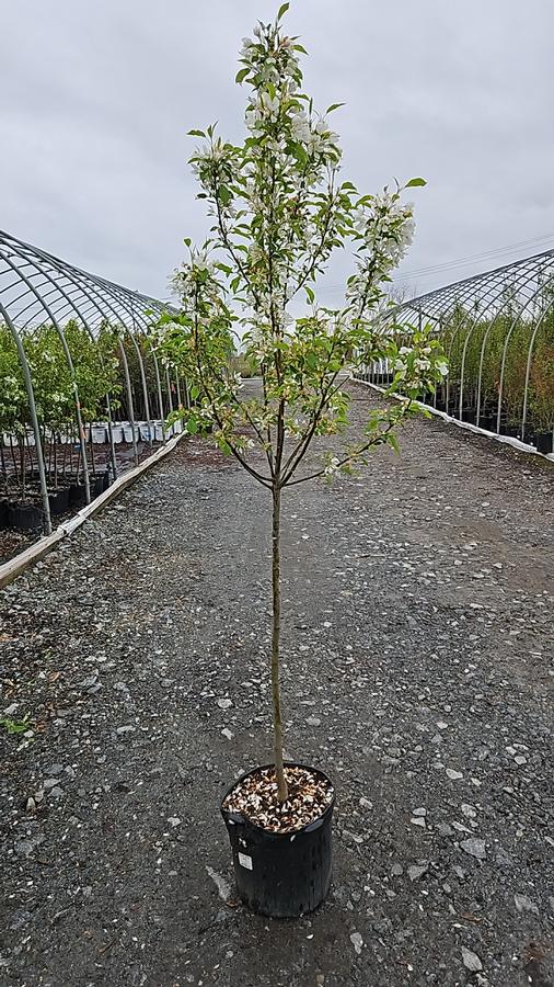 Malus 'Spring Snow'