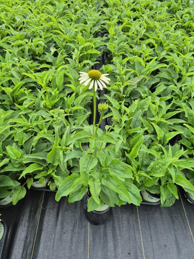 Echinacea purpurea 'Happy Star'
