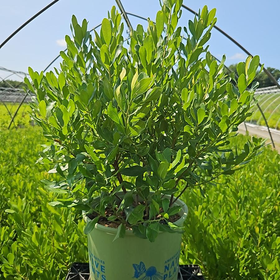 Myrica pensylvanica Bobee™