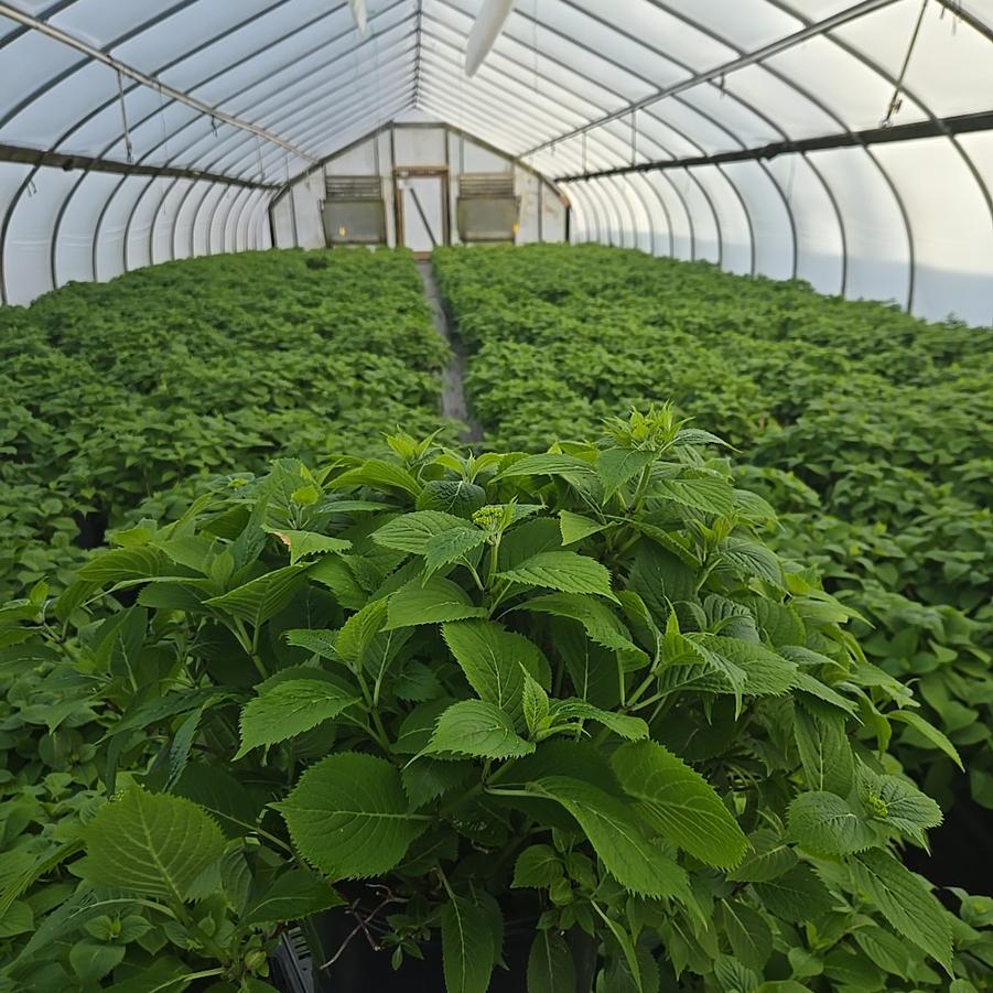 Hydrangea serrata 'Blue Billows'