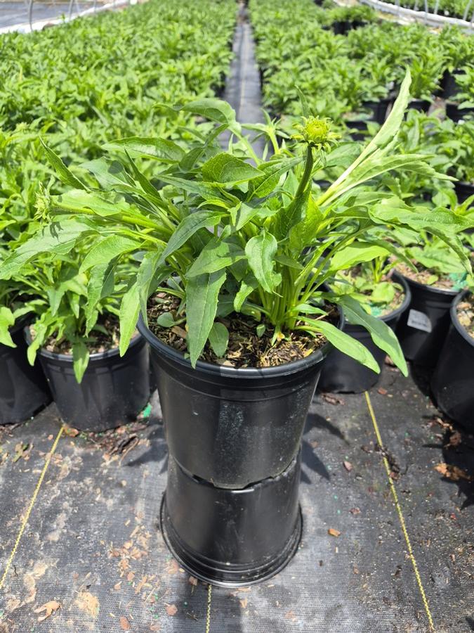 Echinacea purpurea PowWow® White