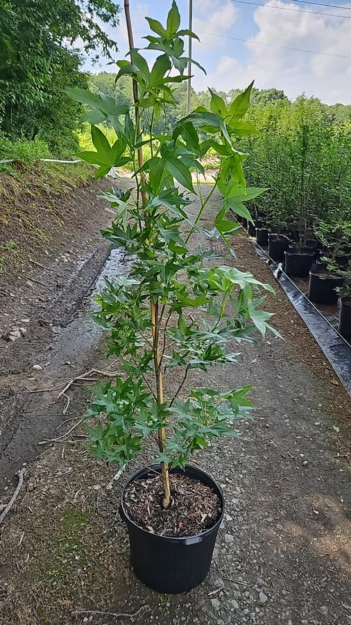 Liquidambar styraciflua Slender Silouette