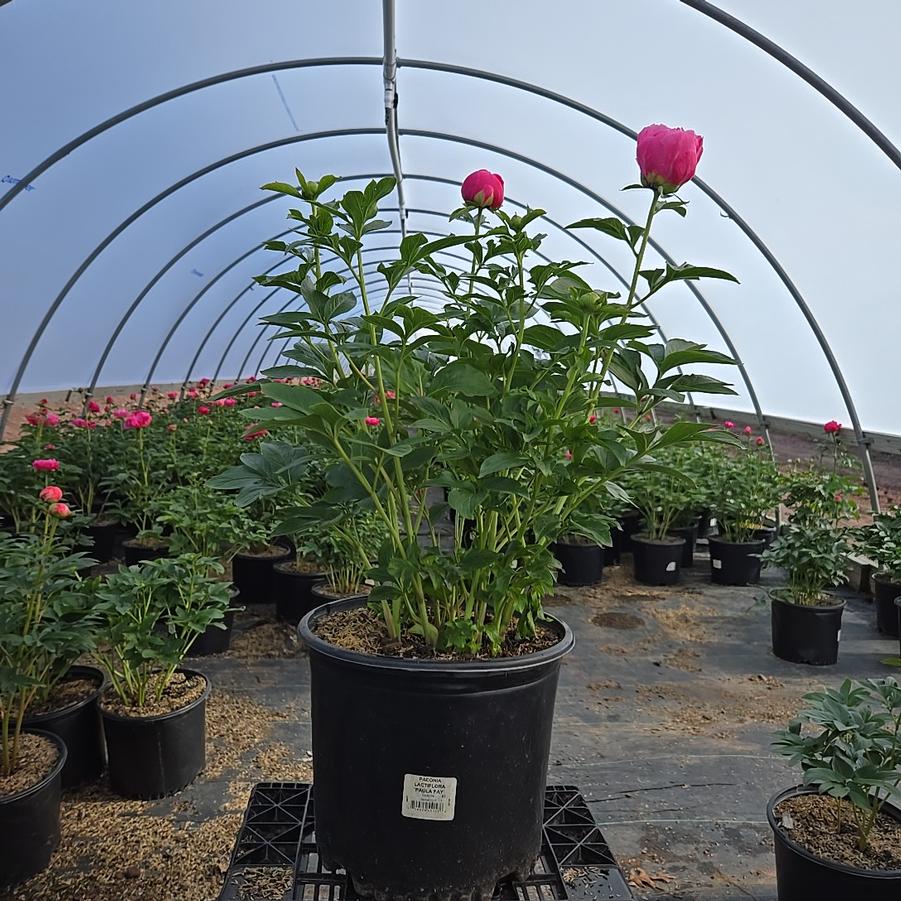 Paeonia lactiflora 'Paula Fay'