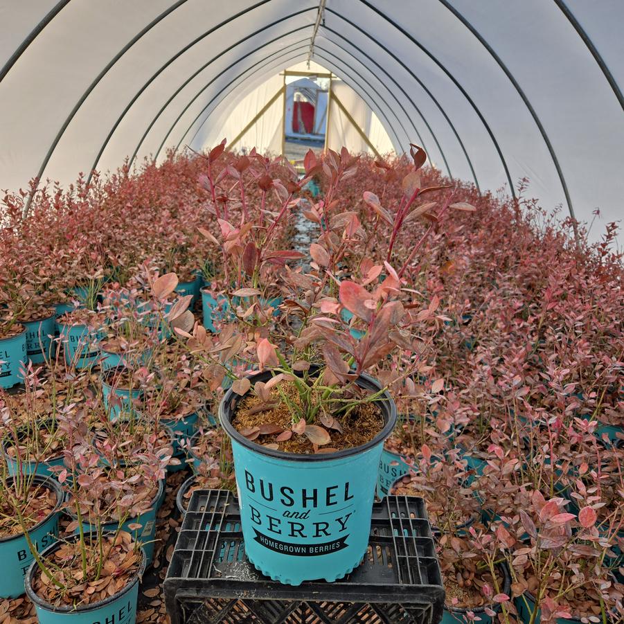 Vaccinium corymbosum hybrid Bushel and Berry® Pink Icing®