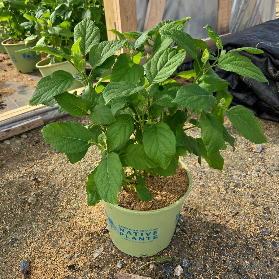 Hydrangea arborescens Haas' Halo