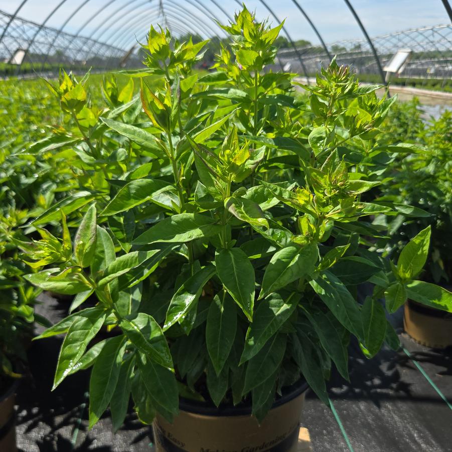 Phlox Volcano® Lilac Splash