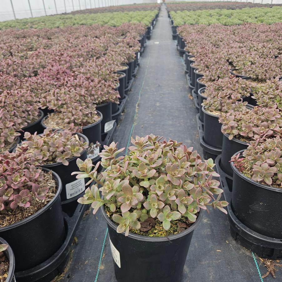 Sedum x Sunsparkler® 'Firecracker'