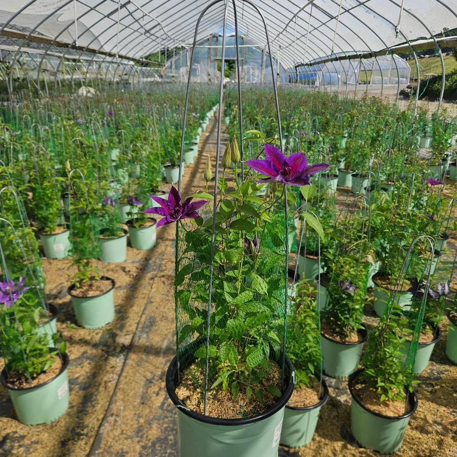 Clematis x Boulevard® Edda™