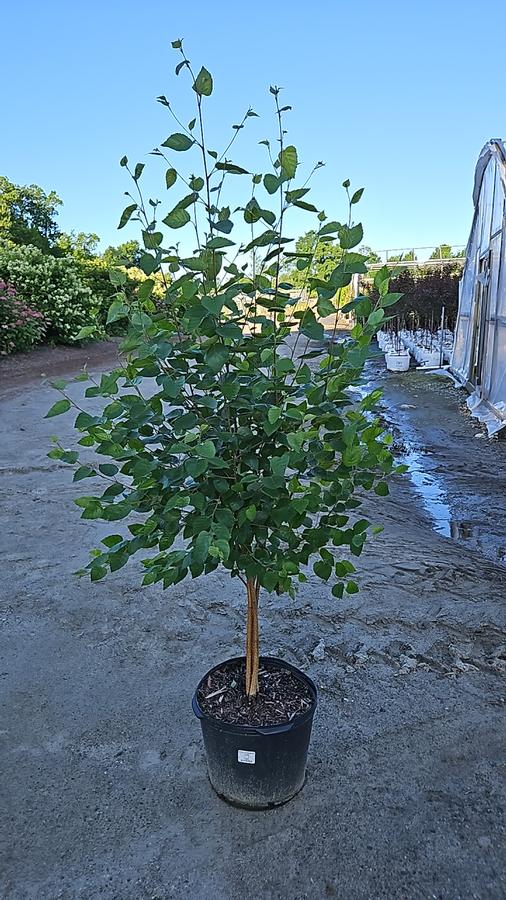 Betula jacquemontii 