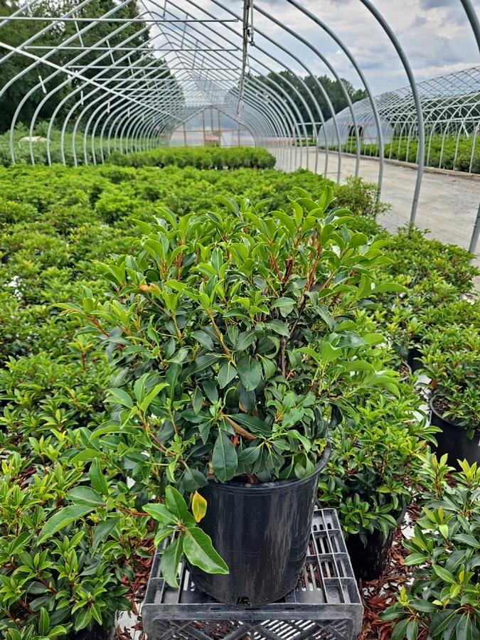 Kalmia latifolia Keepsake