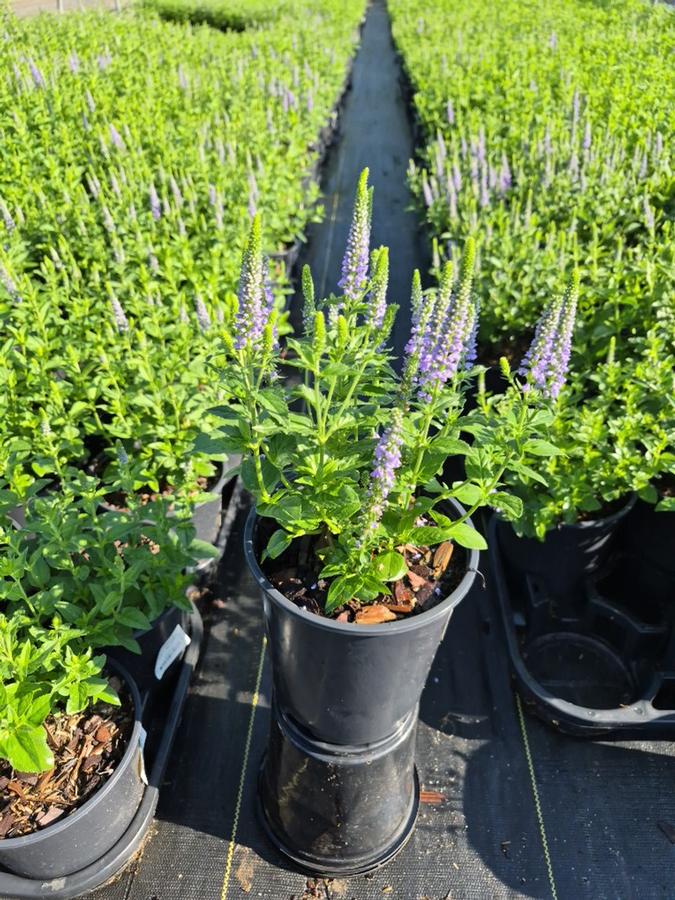 Veronica longifolia 'First Glory'