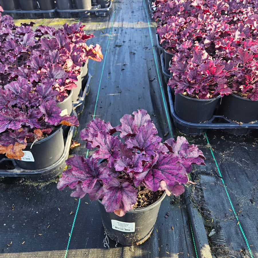 Heuchera x Forever® Purple